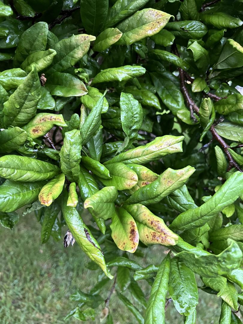 A trained arborist, through experience and a process of elimination, may be able to provide solutions to save the tree if called to the scene as soon as the problem is noticed. 